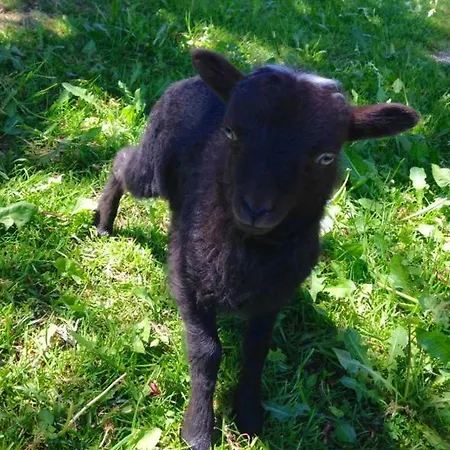 Ferienhaus Eggerhof - Ramsau am Dachstein