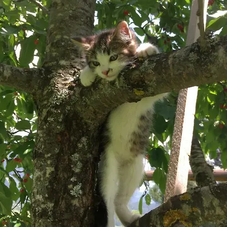 Ferienhaus Eggerhof - Ramsau am Dachstein